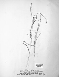 Sphacelotheca ischaemi image